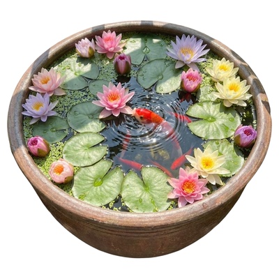 睡莲水培植物水养根块四季带花苞