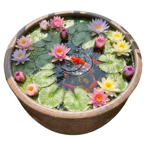 其他花卉