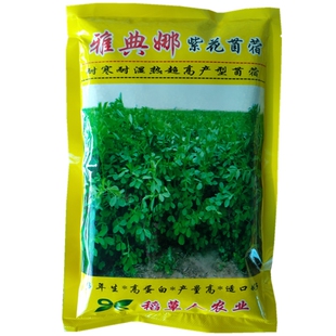 雅典娜紫花苜蓿种子 秋休眠7级耐湿热猪牛羊鸡鹅鼠兔鱼牧草籽包邮