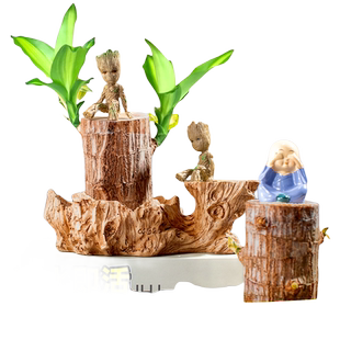 真巴西木格鲁特幸运木开花卉水培植物室内水养绿植带芽盆栽小树人