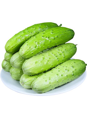 旱黄瓜新鲜生吃水果小黄瓜现摘