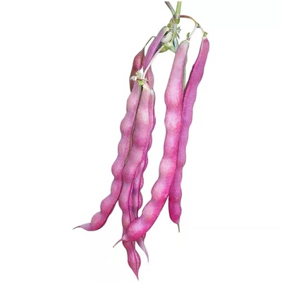 紫龙架豆种籽蔬菜春秋四季