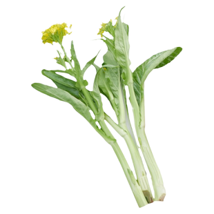 菜苔早熟白菜苔种孑四季种子南方菜心适合春天种的菜广东蔬菜种籽