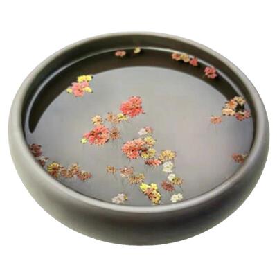 满江红浮萍净化水质养鱼虾造景