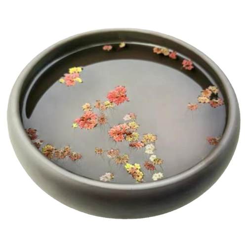 满江红珊瑚萍水培园艺花卉养龟养鱼花卉造景观植物浮萍鱼缸净化