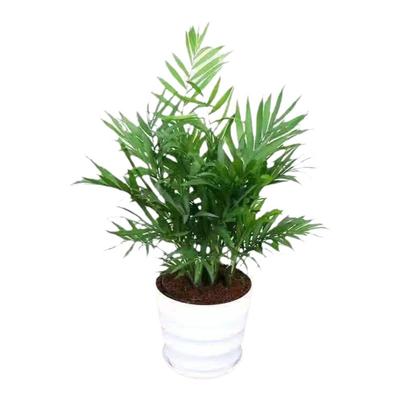 袖珍椰子室内四季常青耐寒包活