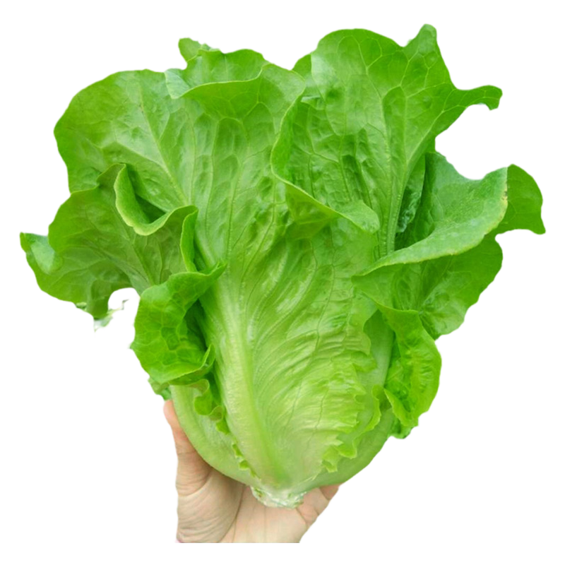 意大利生菜种子速生奶油生菜种籽苗春四季播家庭阳台大田蔬菜种子