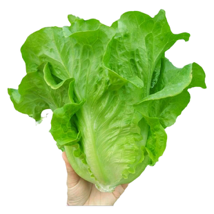 意大利生菜种子速生奶油生菜种籽苗春四季播家庭阳台大田蔬菜种子