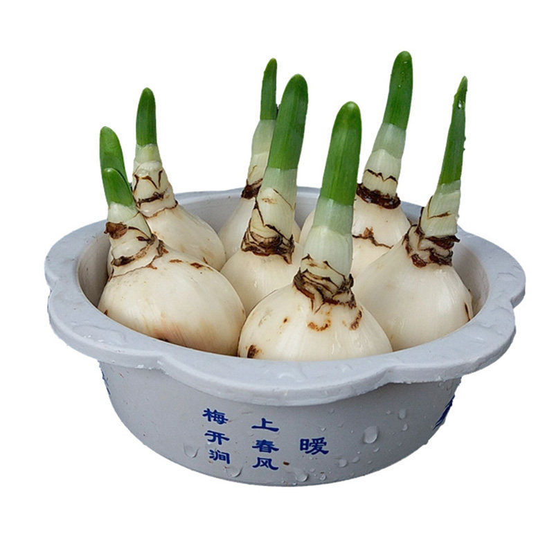 漳州水仙花盆 塑料盆 简约方便实惠 水仙专用水培盆 塑料花盆