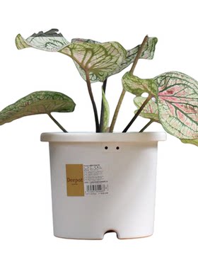 爱丽思Depot盆栽家用青山