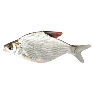 优质武昌鱼苗幼鱼冷水淡水养殖可食用三角鲂苗团头鲂鳊鱼苗扁鱼苗