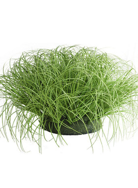 栩栩如生小野草芦苇草