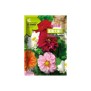 复瓣大丽花种子大理菊地瓜天竺牡丹花种籽重瓣白薯花阳台盆栽庭院