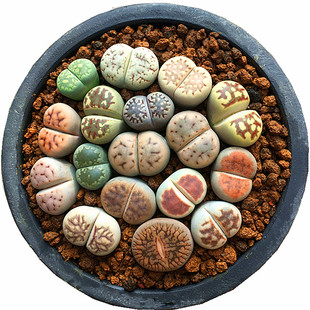 生石花套餐 多肉植物 石头花 肉肉植物 萌肉肉组合套餐 陌上花