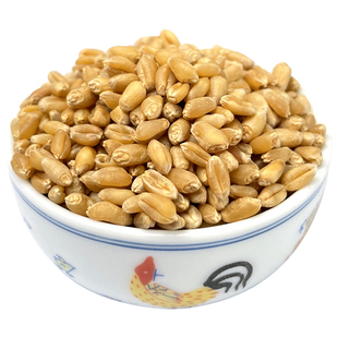 优质鹦鹉粮带皮小麦粒鸟粮鸟食鸡鸭食物仓鼠粮鸽子斑鸠粮500克