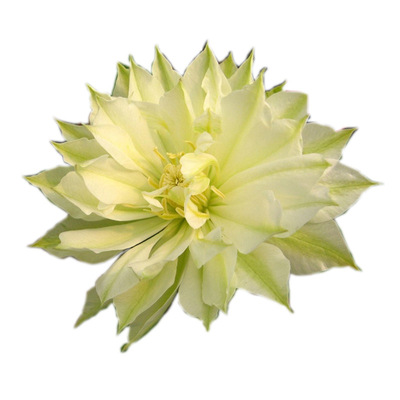 开花铁线莲黄姐园艺根系好