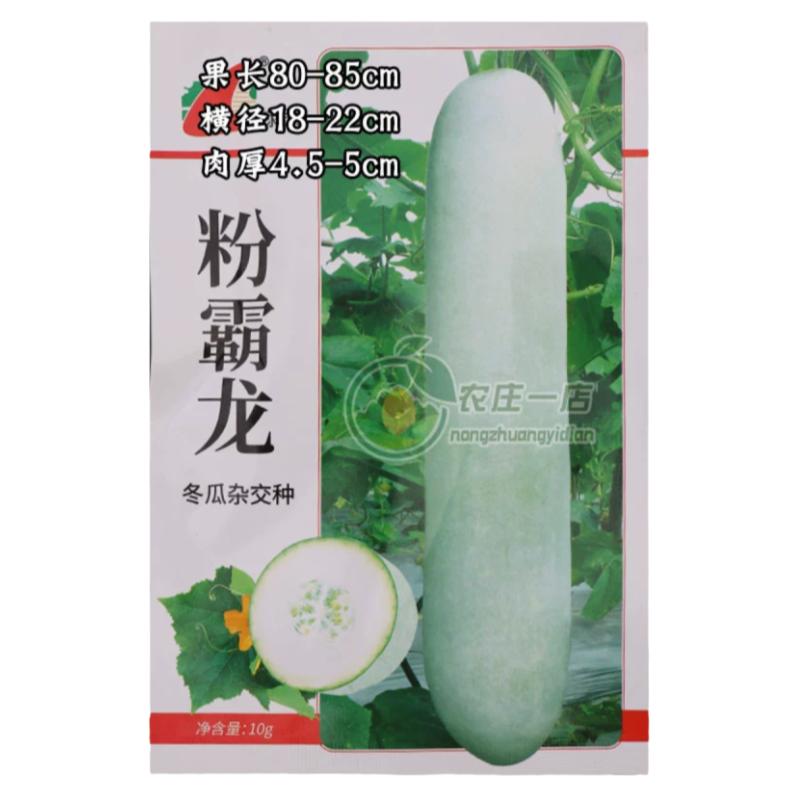 超长80cm满地爬粉皮冬瓜种子种籽