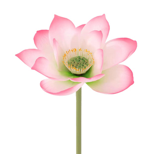 假荷叶防真荷花鱼缸装饰花餐厅中式花艺摆放拍摄道具宴会酒会摆件