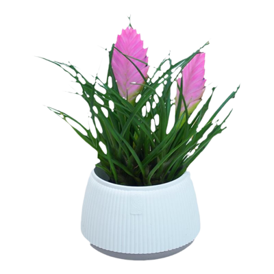 铁兰花苗盆栽紫花凤梨带花剑花苞室内四季好养绿植办公室桌面盆景