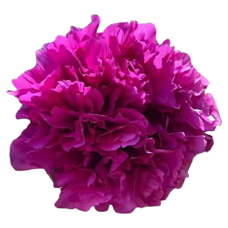 菏泽催花牡丹花盆栽带花苞春节开花原土原盆精美包装阳台室内盆栽