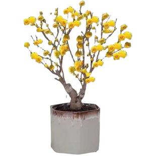 腊梅花树苗原生地栽腊梅庭院盆栽素心腊梅春季耐寒木本浓香花卉楼