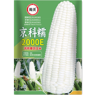 揭美京科糯2000E白糯玉米种子 杂交高产甜糯玉米籽 春秋种子20克