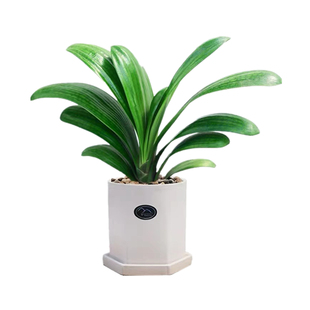 兰花苗剑兰春兰墨兰盆栽植物 浓香型室内花卉四季客厅办公室绿植