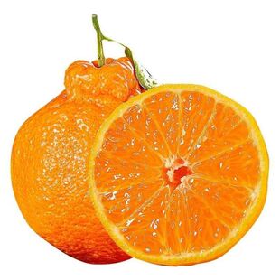 正宗四川丑橘应季橘子新鲜水果不知火柑桔子产地直发包邮