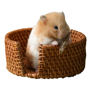 家养金丝熊小仓鼠活物小型可爱的鼠类小宠物家用网红迷你侏儒活体