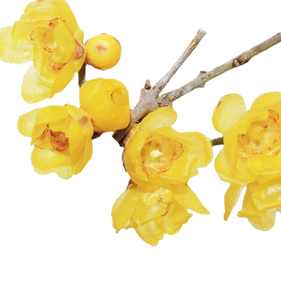 腊梅浓香带花苞泡水开花水养好活