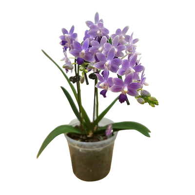 蝴蝶兰盆栽紫星带花耐寒四季好养