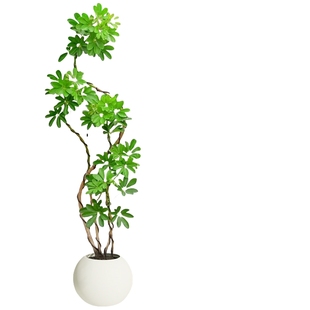 鸭脚木客厅大盆栽八方来财真造型绿植鸭掌木鹅掌柴室内落地式植物