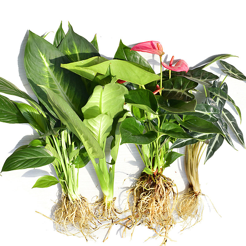水培植物水生盆栽绿植绿萝龟背春雨白掌花卉净化空气好养