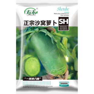 天津沙窝萝卜籽大萝卜种子罗卜种籽甜脆型水果山东潍坊青籽种孑子