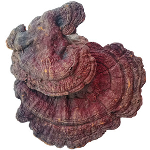 深山老林纯赤灵芝菌干货大个云南大理野山菌土特产蘑菇250克包邮