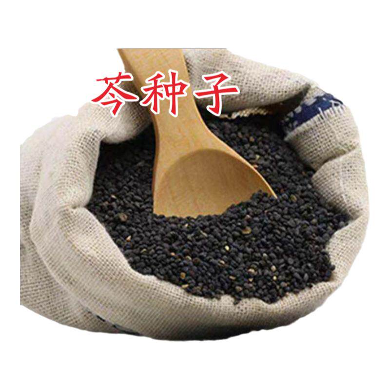 甘肃黄芩种子500g克包邮中药材