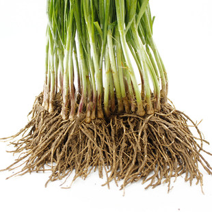 【顺丰包邮】长白韭菜特色菜寿光新鲜现割现发优质长白韭菜韭黄