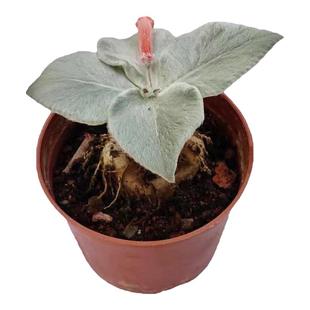 断崖女王多肉植物块根绿植花卉奇趣桌面室内盆栽净化空气放辐射