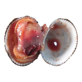 象山毛蚶500g鲜活蛤蜊石浦本地毛蛤泥蚶血蛤花蛤银蚶刺身海鲜特产