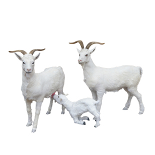仿真羊模型奶粉店装饰奶山羊摆件餐厅招财黑山羊大型动物白羊标本