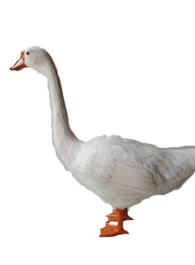 仿真标本动物模型园林农场摆件