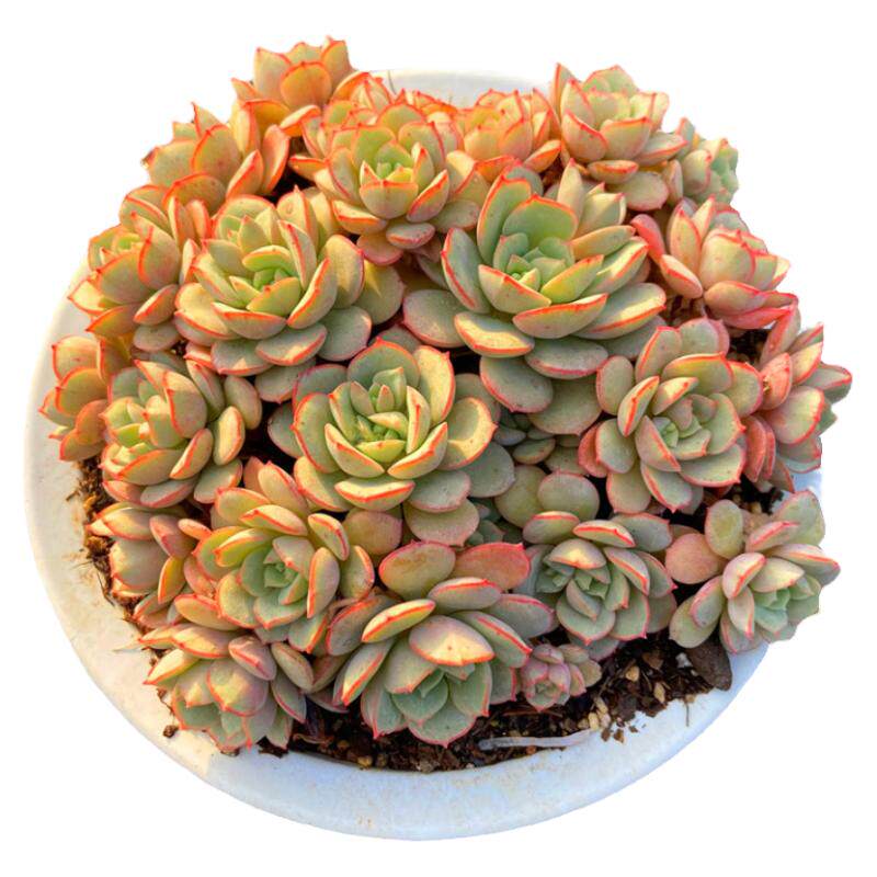 多肉植物凌波仙子群生 026昆明基地直发阳台庭院奇趣品种盆栽