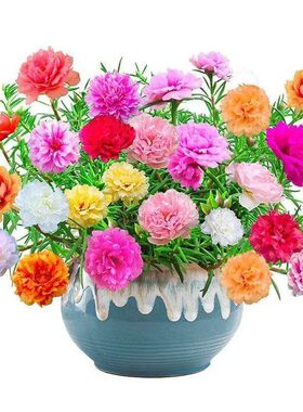 太阳花种子开花易活庭院花园阳台盆栽花卉混色种籽室内外