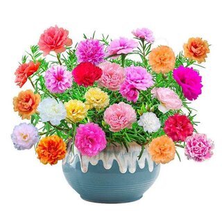 太阳花种子开花易活庭院花园阳台盆栽花卉混色种籽室内外