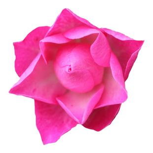 海蒂的花园 天荷/繁星微型月季花期长丰花多头阳台花卉植物盆栽苗