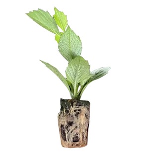 大丽花花苗5棵扦插小苗大丽菊花地瓜花室内外阳台耐寒耐热花卉