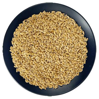 浮小麦浮水瘪麦多次筛选中药材