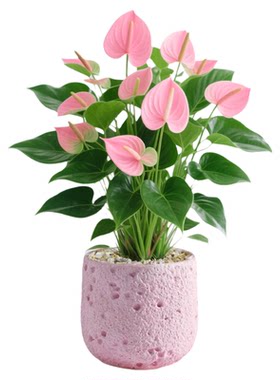 粉掌盆栽花卉绿植带花室内植物客厅办公桌面盆景净化空气四季好养