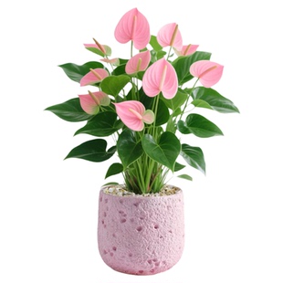 粉掌盆栽花卉绿植带花室内植物客厅办公桌面盆景净化空气四季好养
