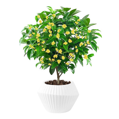 桂花树苗四季桂盆栽室内阳台可食用开花庭院好养活浓香型花卉植物